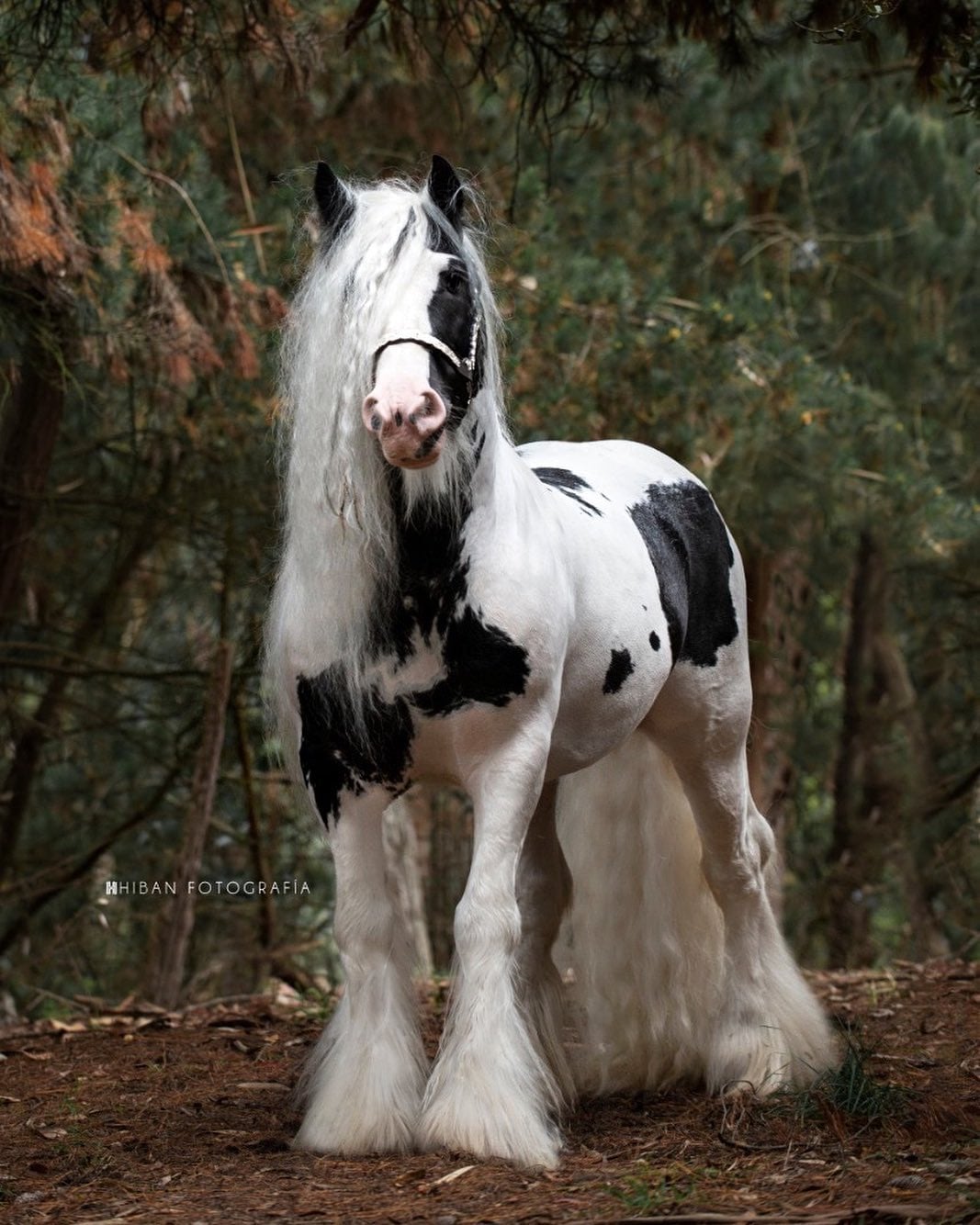 Starfire Atlas - Gypsy Vanner Stallion